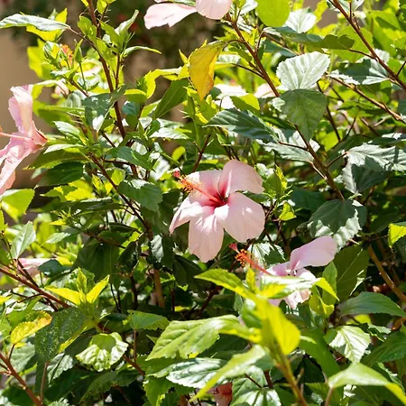 Hibiscus House - Mare E Relax Appartamento Fertilia